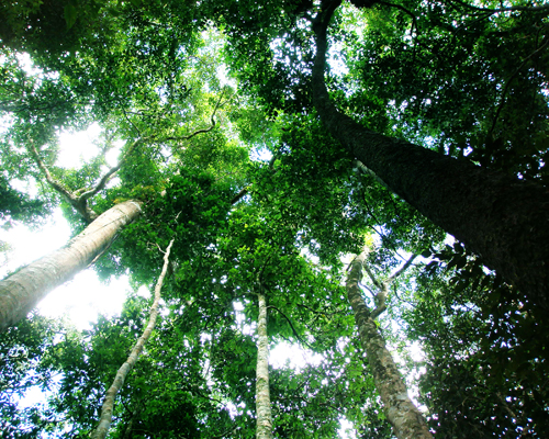 Floresta tropical | sxc.hu
