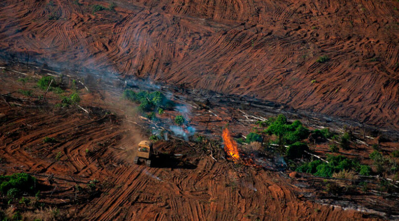 Estudo apresentado na semana passada mostrou que o prejuízo potencial da derrubada de florestas em suas cadeias de valor é de até US$ 5 bilhões, cerca de R$ 24 bilhões/Foto: Christian Braga/Greenpeace