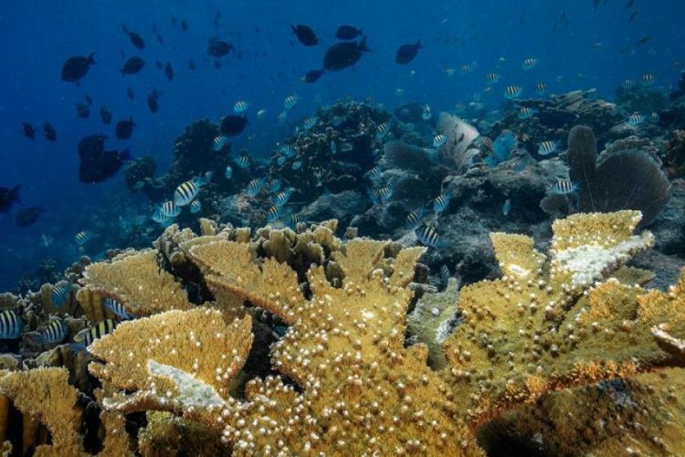 Colônia de coral Elkhorn, uma espécie quase extinta no Caribe/Foto: © Philip Hamilton/Ocean Image Bank